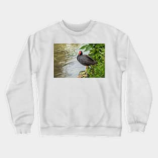 Common Gallinule at Edge of Water - Painterly Crewneck Sweatshirt